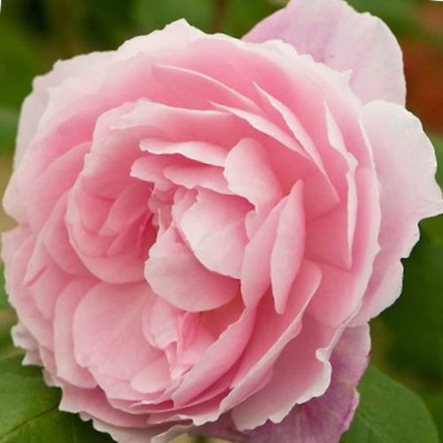 Blassrosa - englische rosen